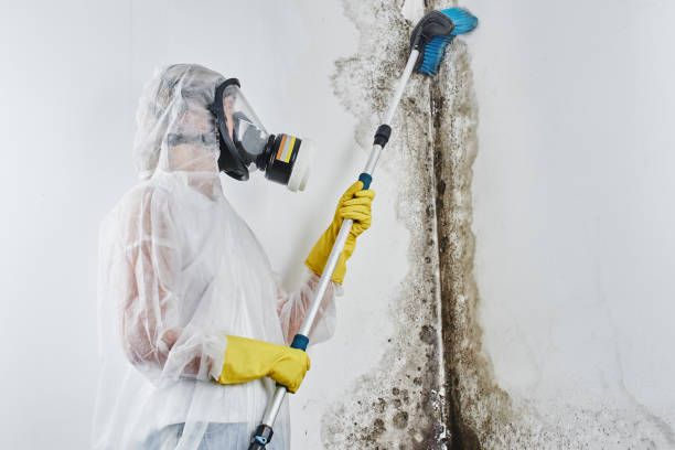 Trusted Hilltop, MN Mold Removal Experts
