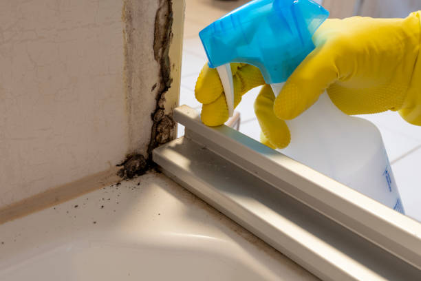 Best Crawl Space Mold Removal  in Hilltop, MN