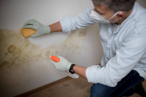 Best Mold Testing  in Hilltop, MN