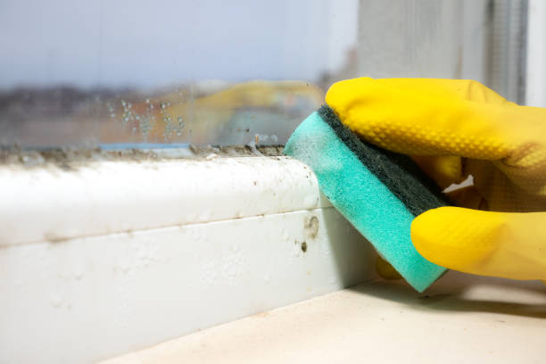 Best Mold Testing and Removal  in Hilltop, MN