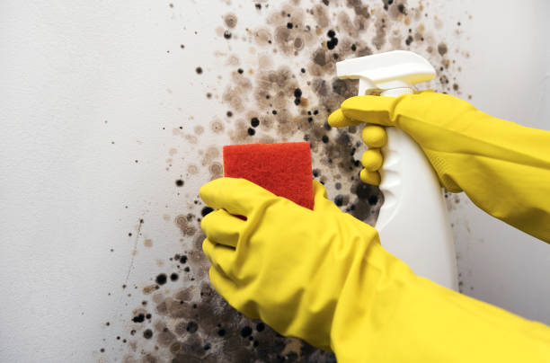 Best Mold Cleaning Services  in Hilltop, MN