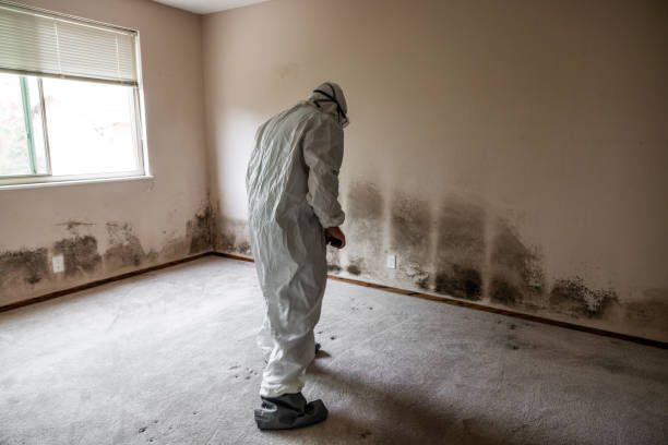 Best Emergency Mold Removal  in Hilltop, MN
