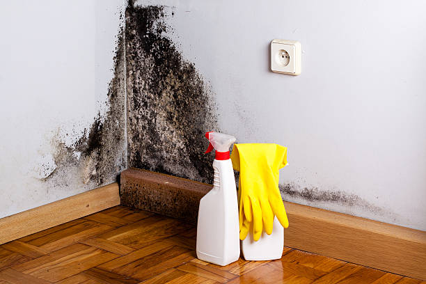 Mold Removal and Inspection in Hilltop, MN