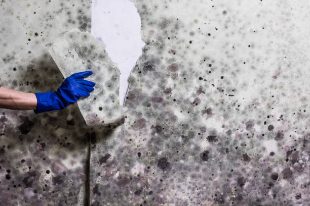 Mold Testing and Removal in Hilltop, MN