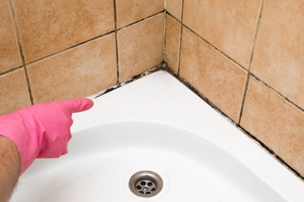 Best Mold Removal Near Me  in Hilltop, MN